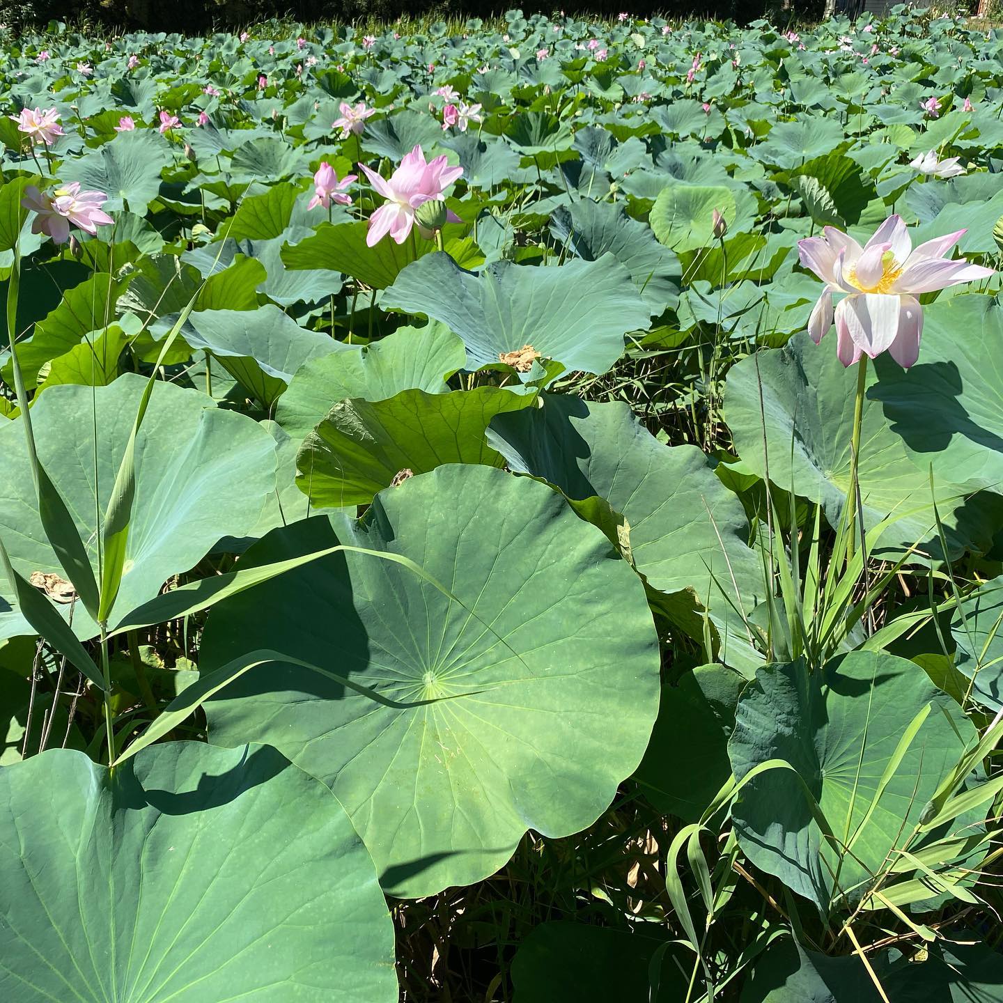 SORAYOGA Studio 最新トピックス from Instagram